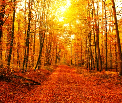 Autumn Adventures Reds