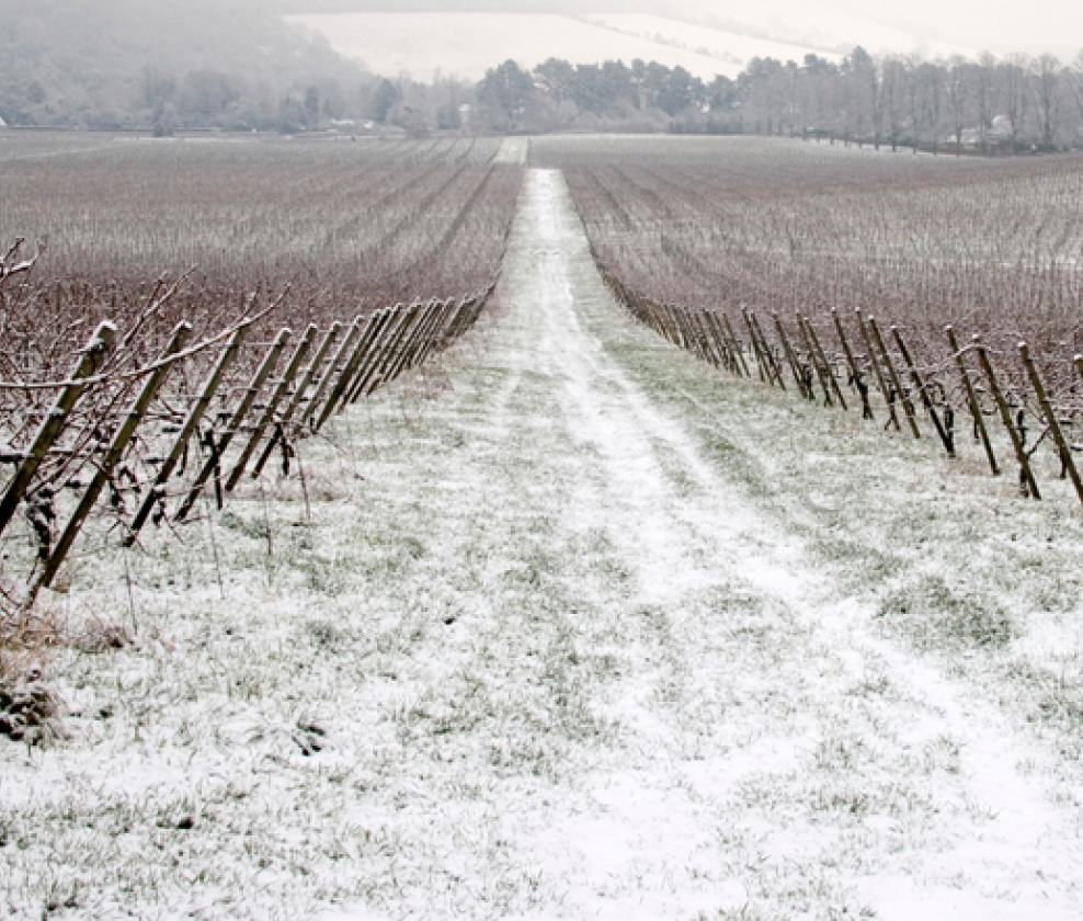 Winter Reds