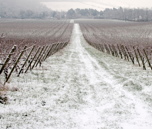 Winter Reds