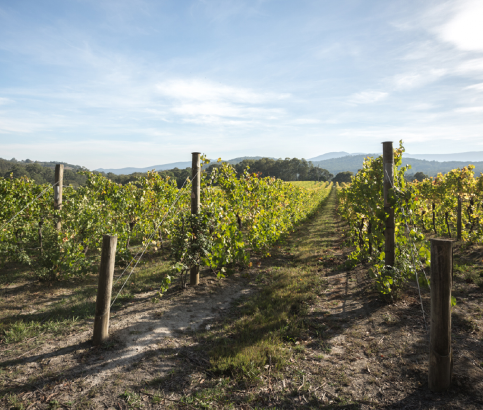 Franco D’Anna’s Pinot Noirs