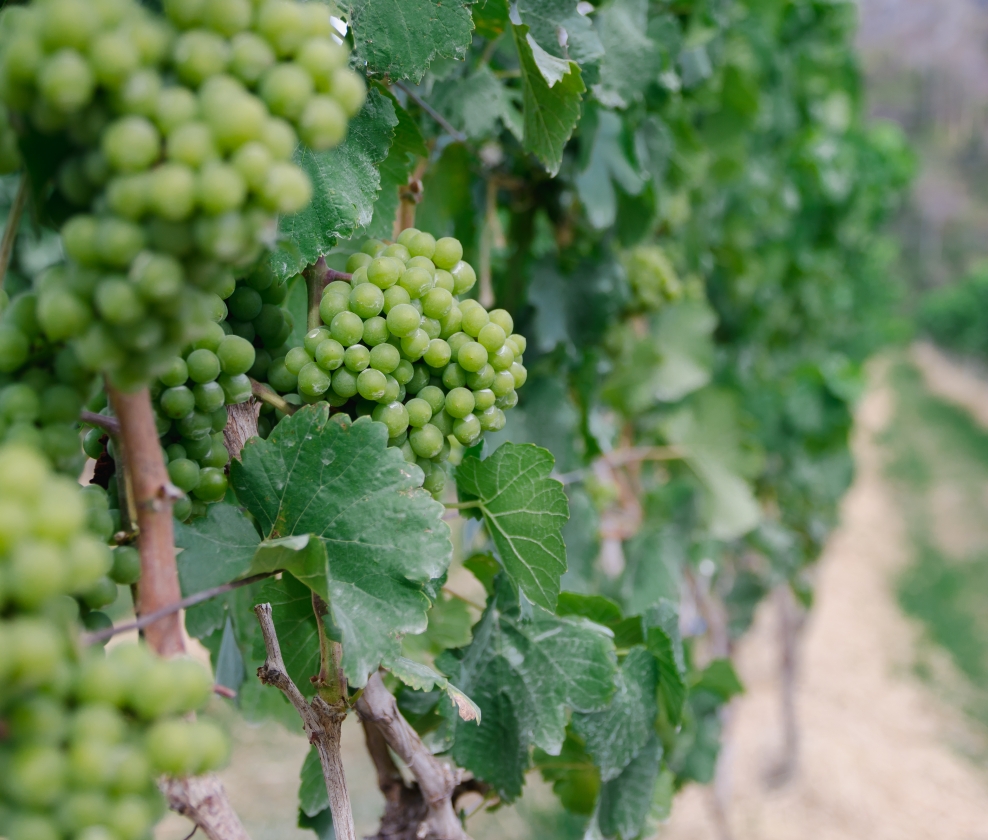Loire Sauvignons