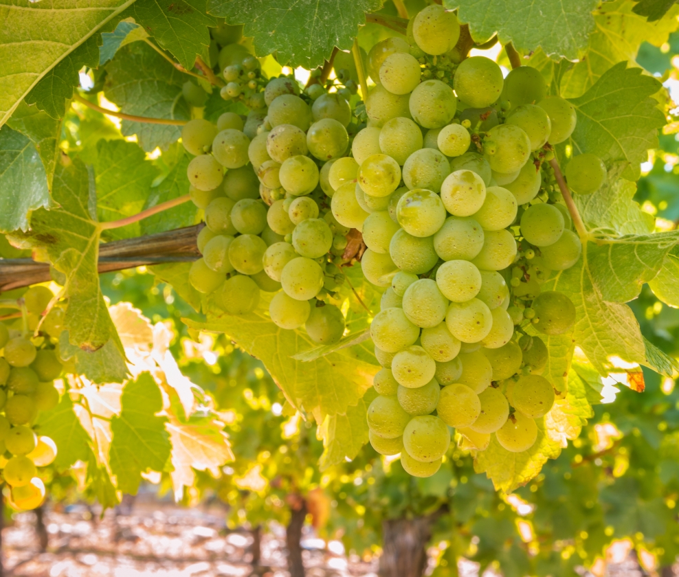 Sunny Sauvignons