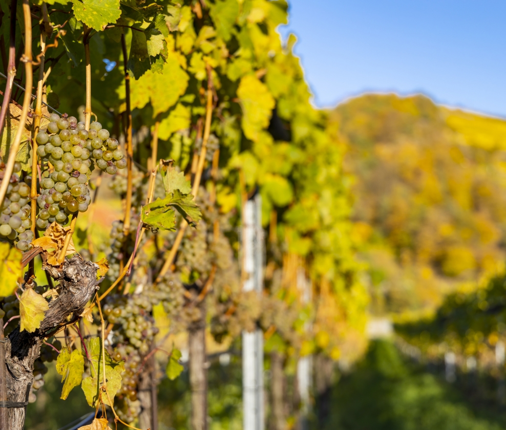 Aromatic Whites Dozen