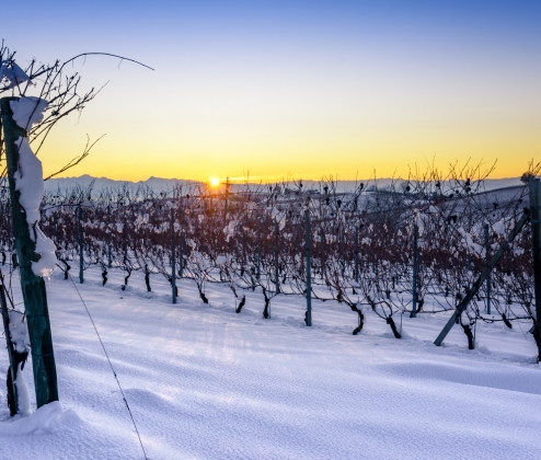Winter Reds Case (12)