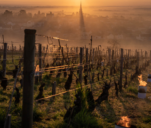 Domaine Jean Guiton, Bourgogne Cote D'Or Pinot Noir, 2022