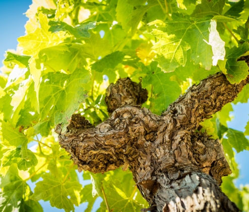 Summer Languedoc Whites Case