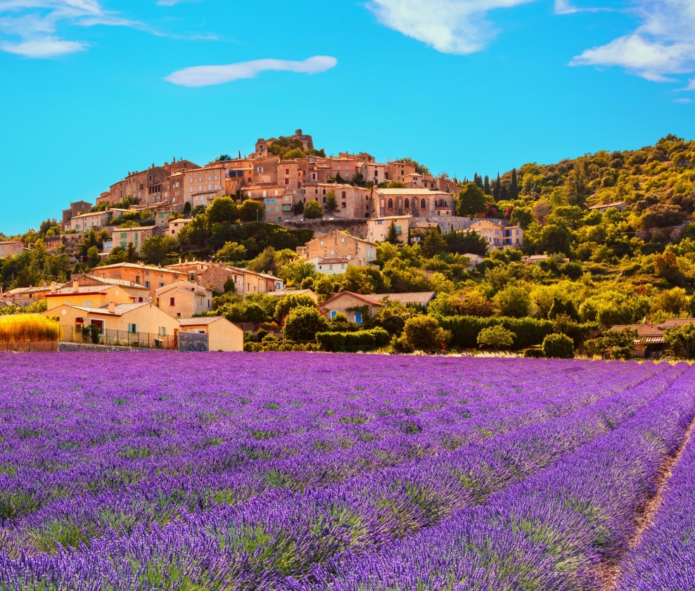Perfect Provence Rose
