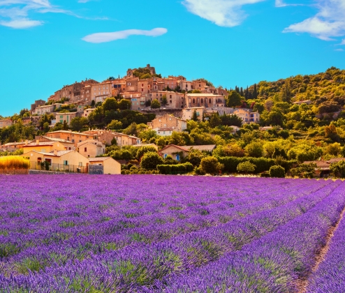 Perfect Provence Rose