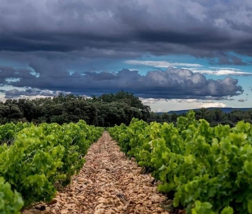 The Rhone Alone Dozen