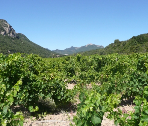 Corbières Collection Case