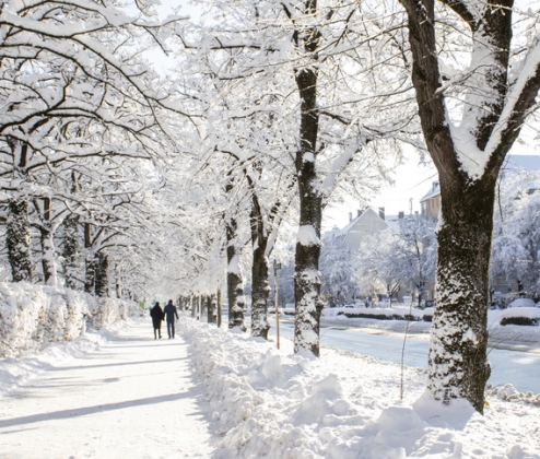 The Red Christmas Case