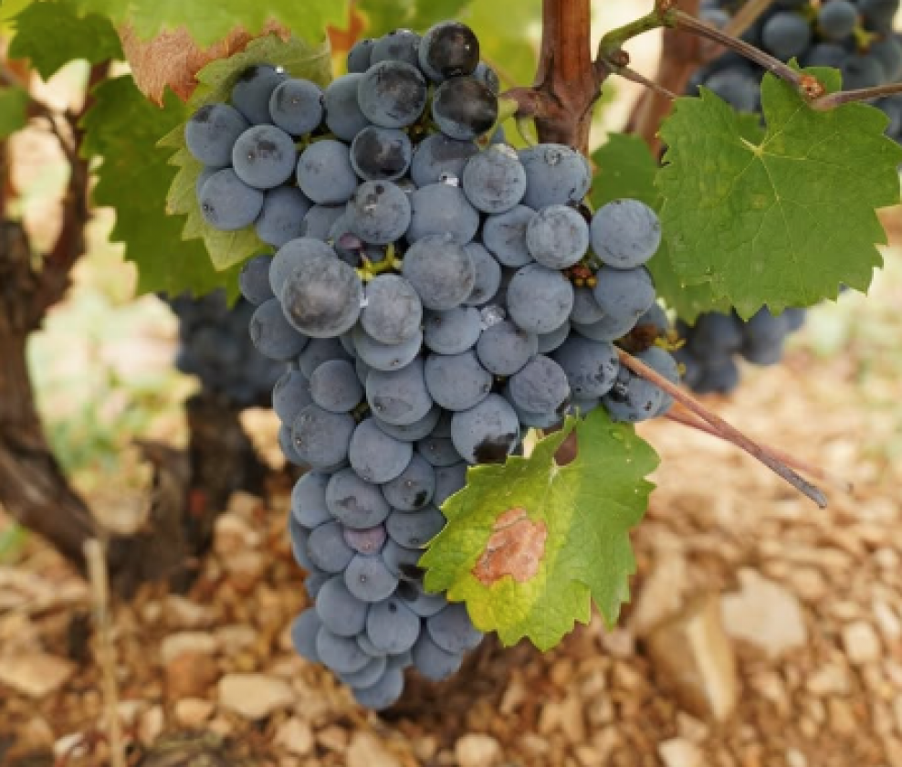 Mas des Brousses Mixed Dozen