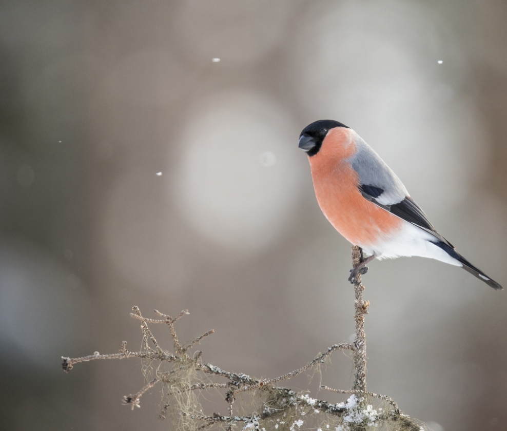 GV White Christmas Case