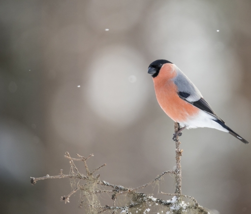 GV White Christmas Case