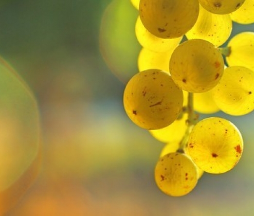 Fab French Chardonnay Dozen