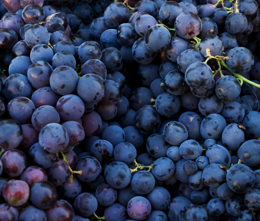 January Just French Reds Dozen