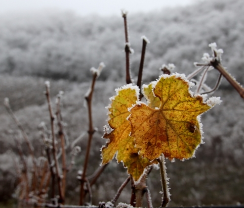 January Just Whites Dozen 