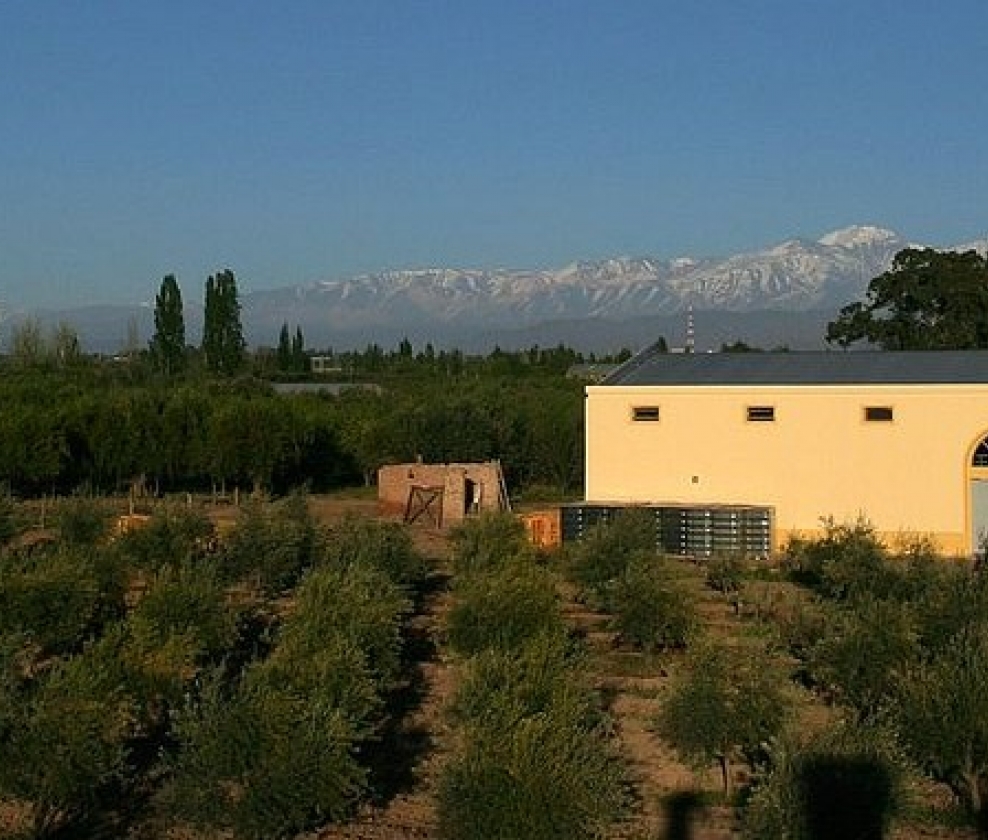 South American Values Mixed Dozen