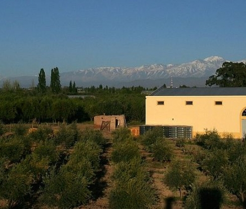 South American Values Mixed Dozen