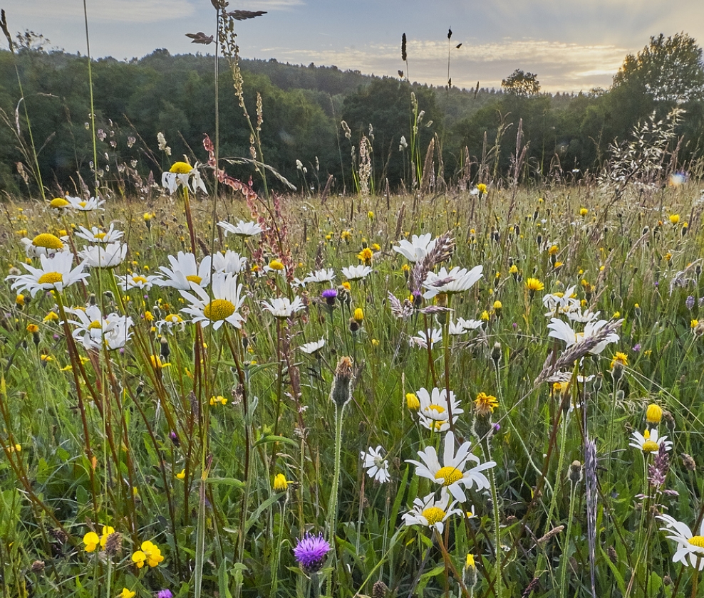 Daily Drinking Whites Dozen 