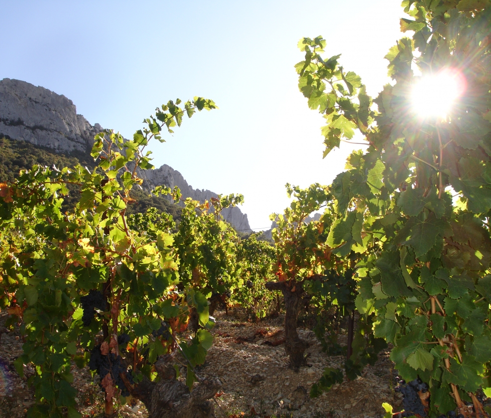 Cracking Cotes du Rhone Reds Dozen