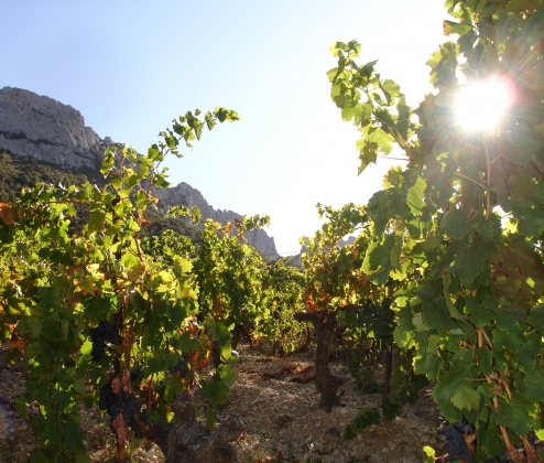 Cracking Cotes du Rhone Reds Dozen