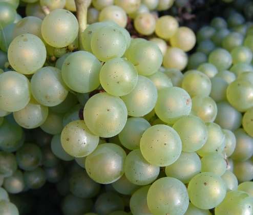 Cheerful Chardonnay Dozen