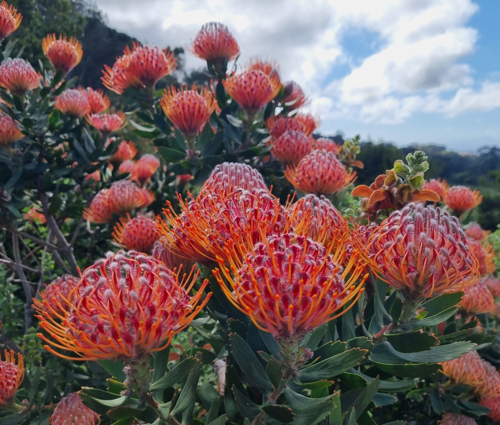 The Springbok Summer Dozen 