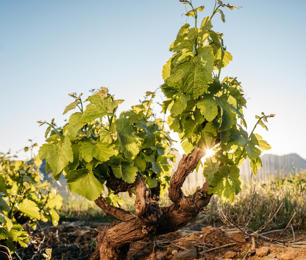 Cape White Wine Dozen