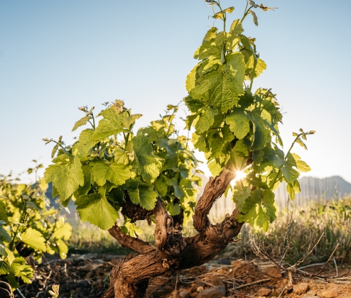 Cape White Wine Dozen