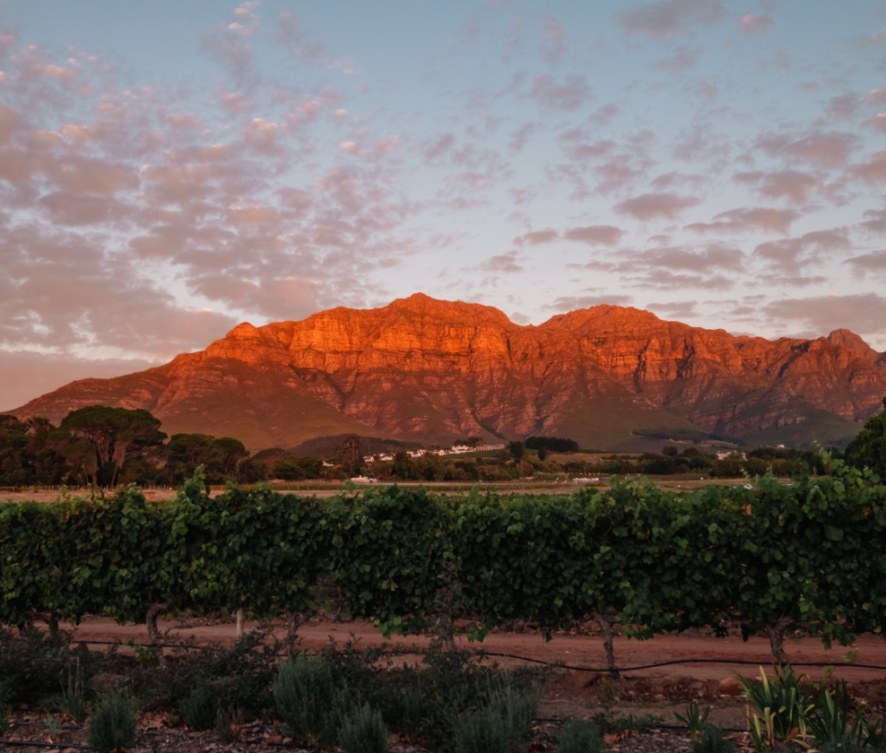South African Fine Wine Dozen