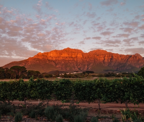 South African Fine Wine Dozen
