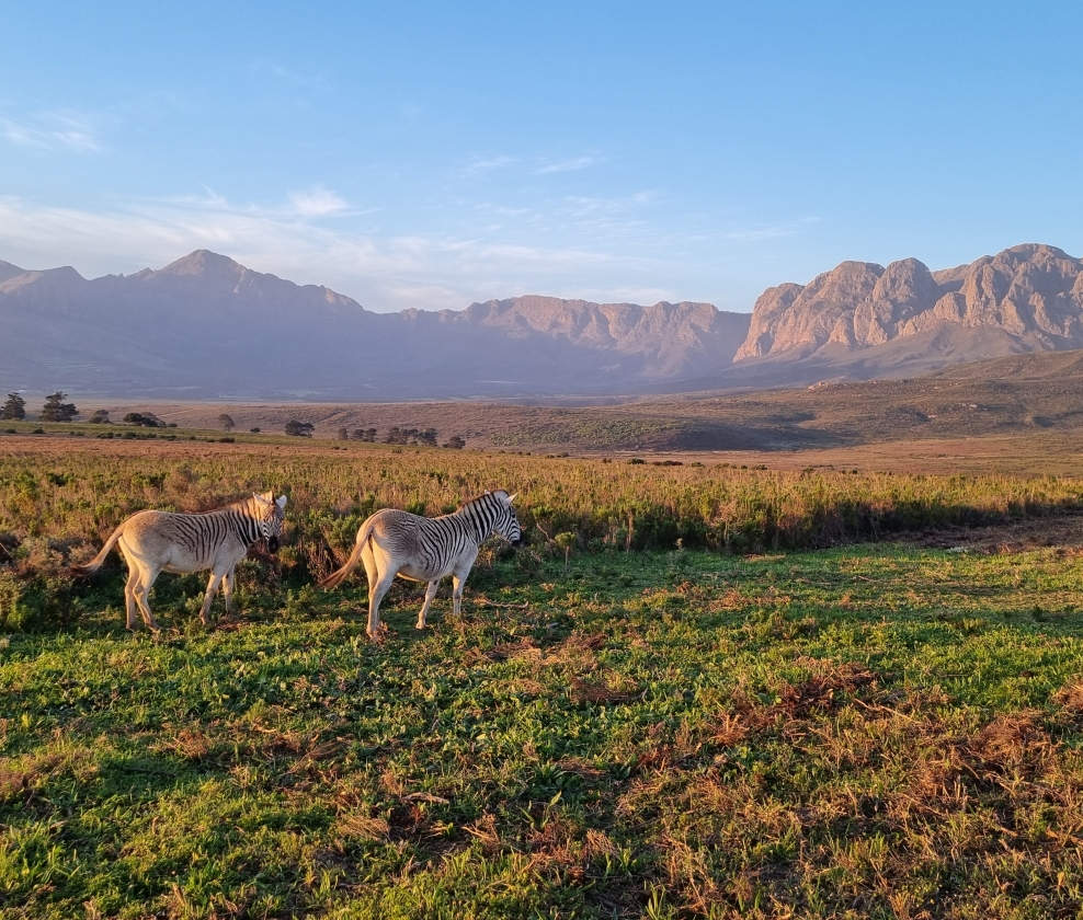 South Africa (and Summer) Tasting Ticket