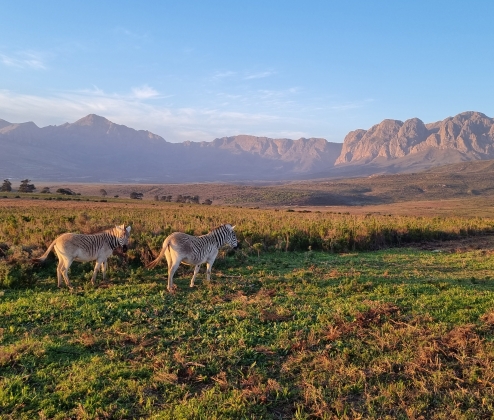South Africa (and Summer) Tasting Ticket