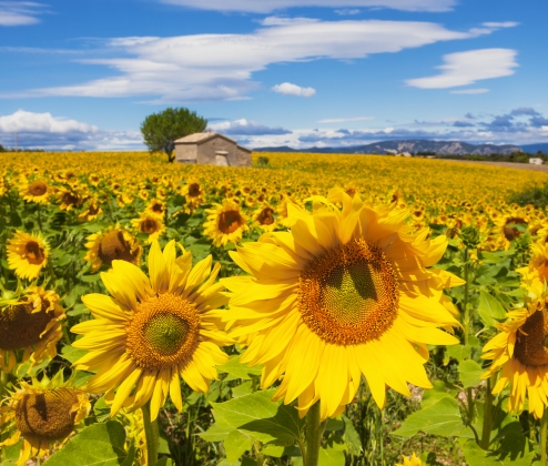 Best of the Beautiful South