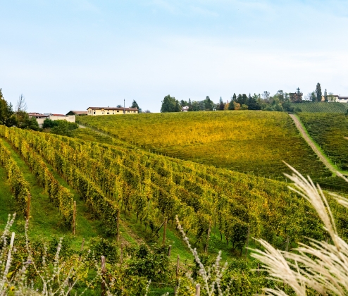 The Summer Gavi Dozen