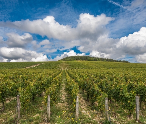 The White Burgundy Dozen