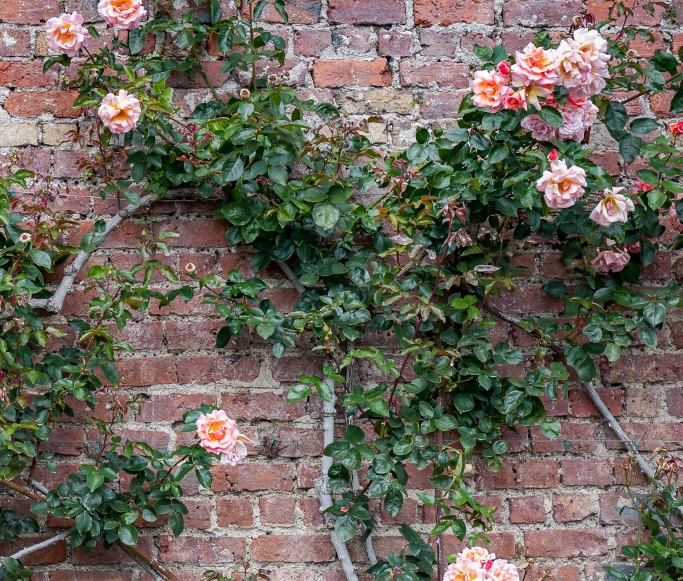 The Ros&eacute; Garden Dozen