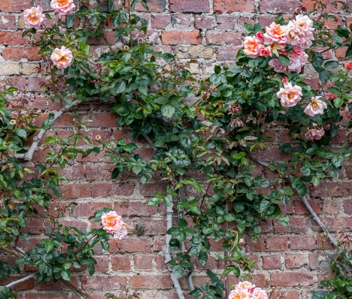 The Ros&eacute; Garden Dozen