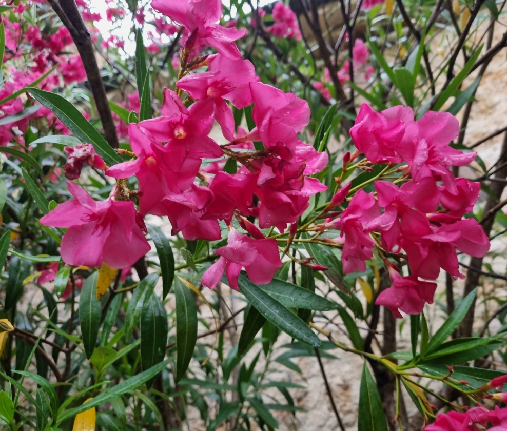 The Ros&eacute; Garden Dozen
