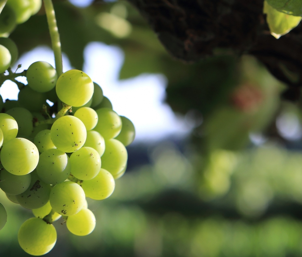 The Vinho Verde Dozen