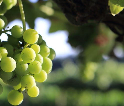 The Vinho Verde Dozen