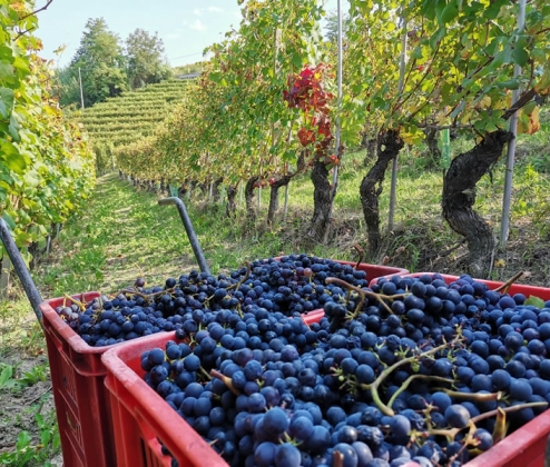 LA BELLA VITA DOZEN