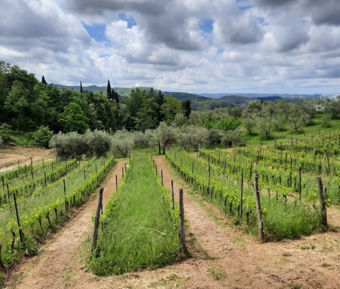 ITALIAN FINE WINE SIX