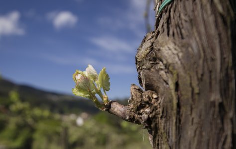 The SVS Spring Collection 2026