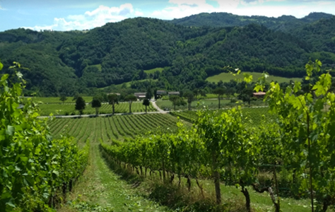 Tenuta Casali