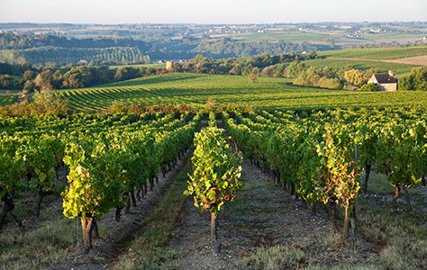 Top 7 Best Loire Sauvignon Blancs for Summer 2022