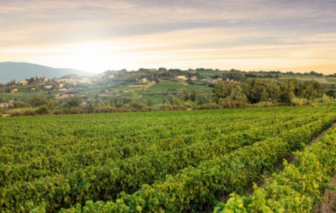 Top Beautiful South Ros&eacute;s for 2022