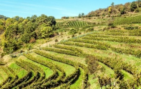 Top Languedoc Reds for 2022