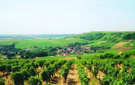 Top Loire Sauvignon Blancs for Summer